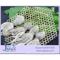 Delicious IQF Frozen whole octopus